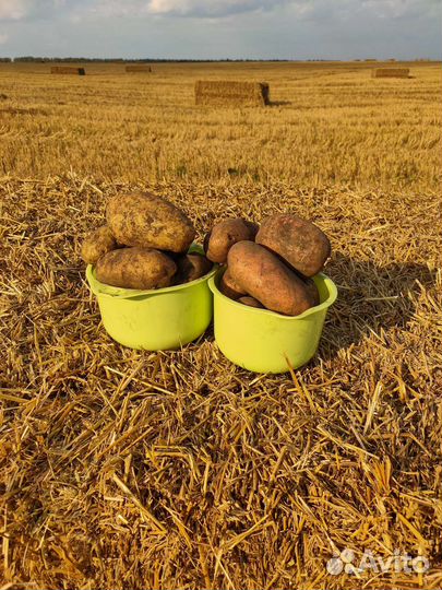 Картошка с доставкой