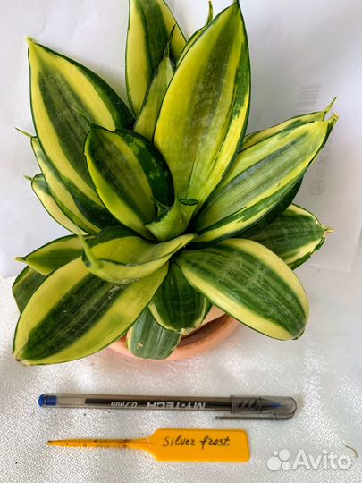 Сансевиерии