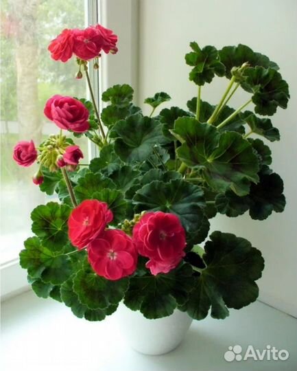 Пеларгонии сортовые