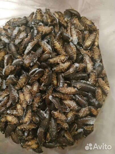 Мраморные кормовые тараканы