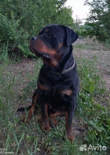 Вязка ротвейлера