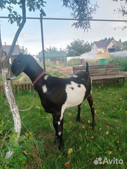 Коза нубийская
