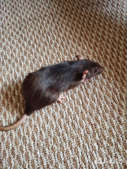 Продам крыс