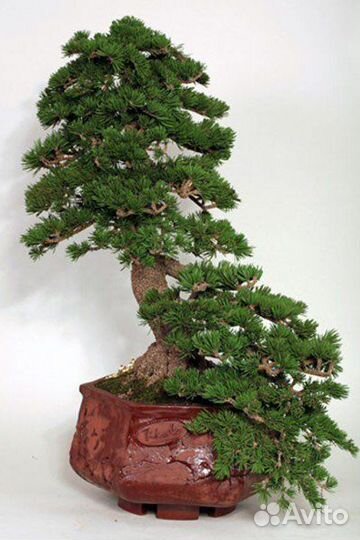 Кедр Гималайский, семена