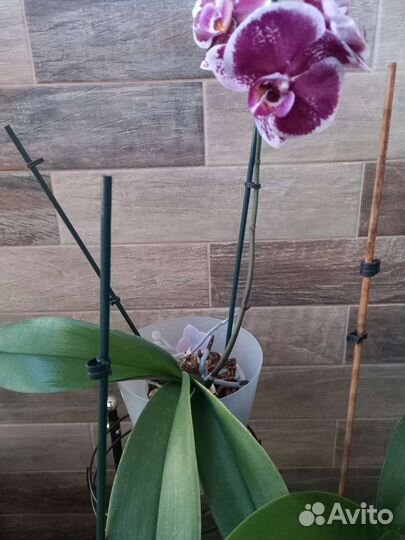 Орхидея фаленопсис