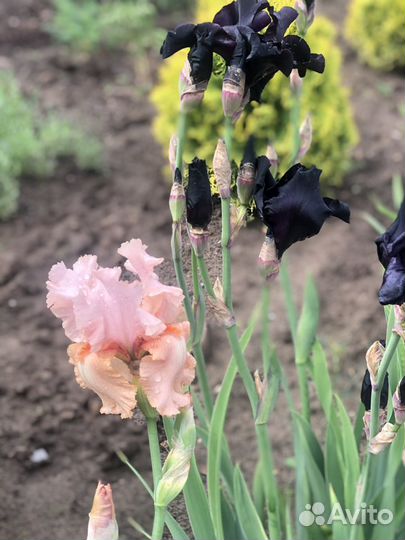 Ирис пыльно -розовый бородатый