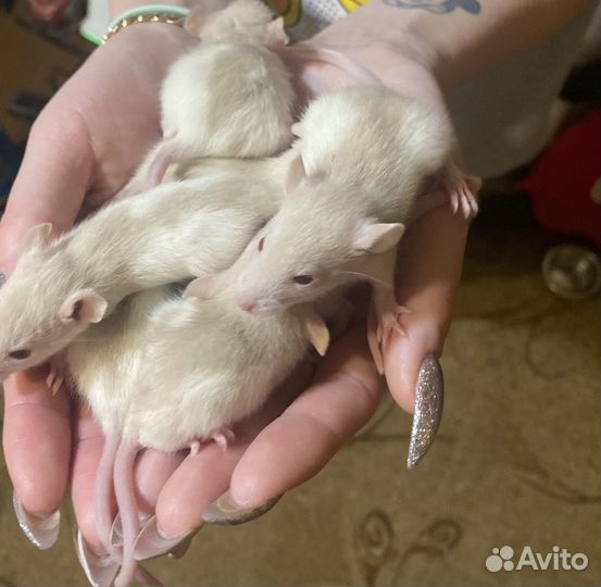 Декоративная крыса