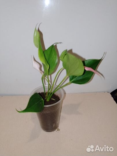 Антуриум лили розовый
