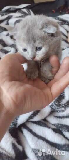 Вислоухие котята