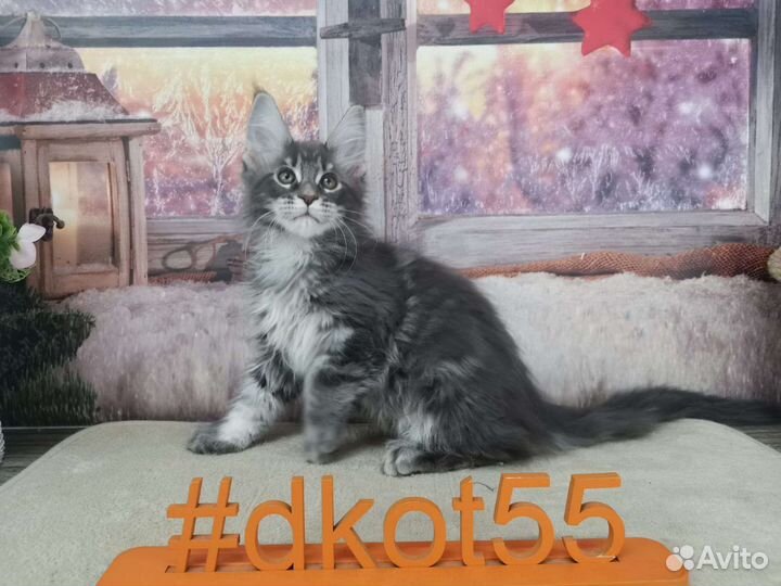 Котята мейн-кунчики