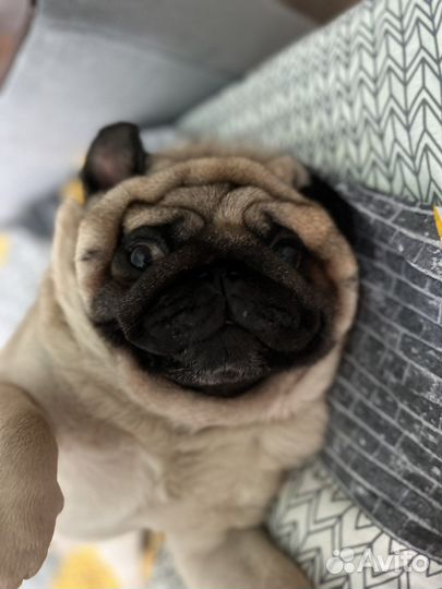 Мопс вязка мальчик