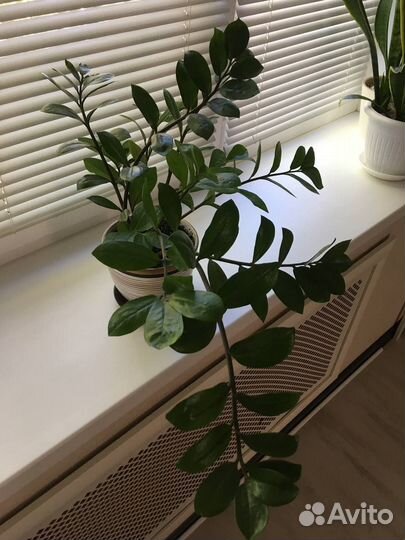 Замиокулькас