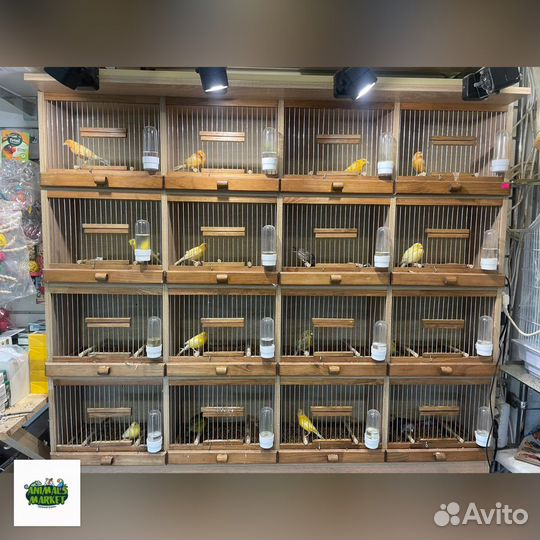 Канарейки и Кенара поющие