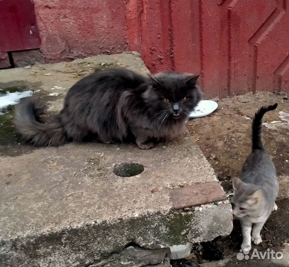 Красивый кот