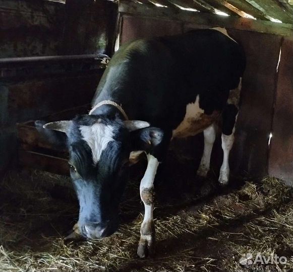 Продажа быка