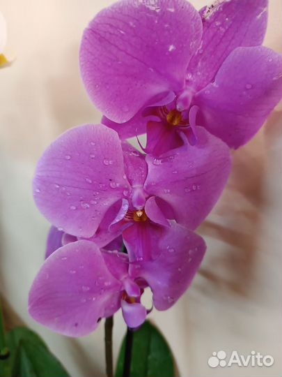 Орхидея Фаленопсис, в ассортименте