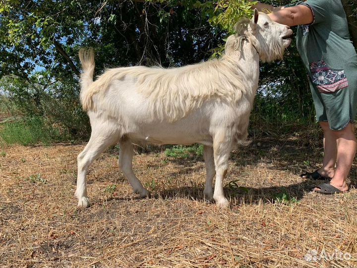 Продаются козлы на племя и козочки
