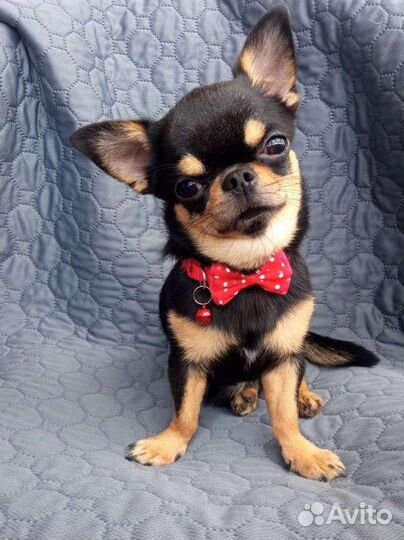 Вязка. Чемпион. кобель мини