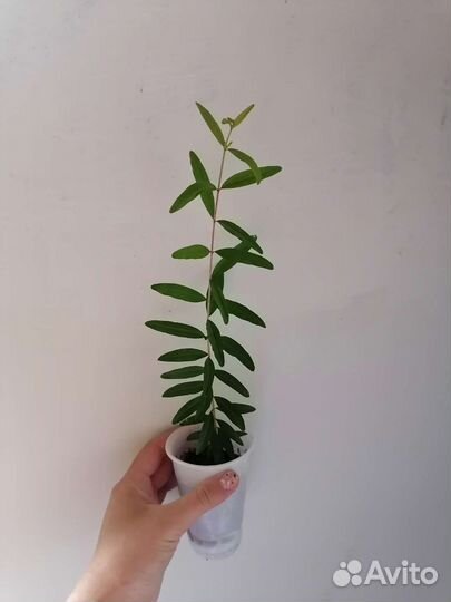 Гранат комнатный, сорт 