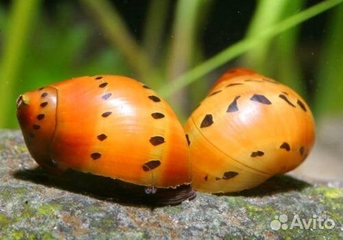 Аквариумные улитки более 15 видов