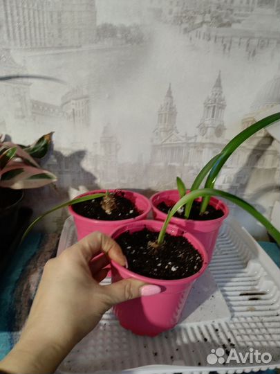 Спатифиллум, гиппеаструм