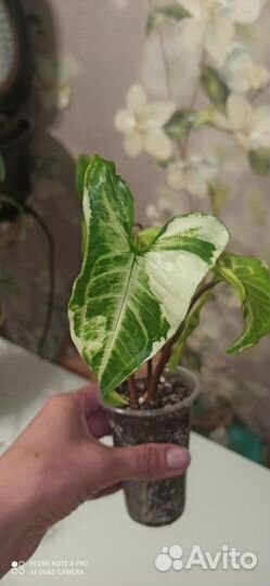 Сингониум три короля