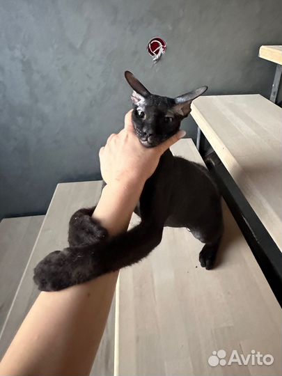 Донской сфинкс вязка