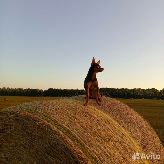 Русский той-терьер вязка