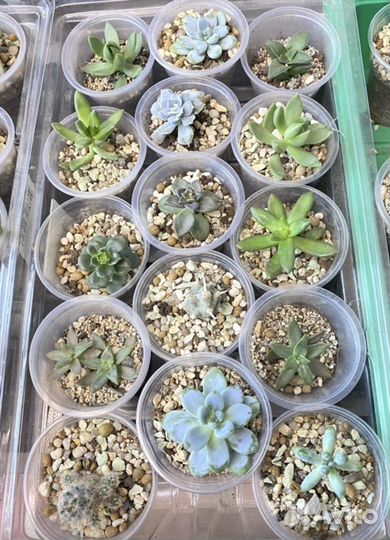 Суккуленты