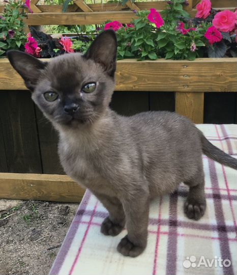 Европейская Бурма - котята