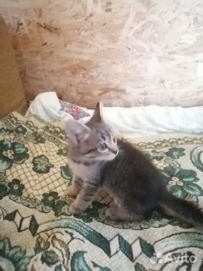 Котята