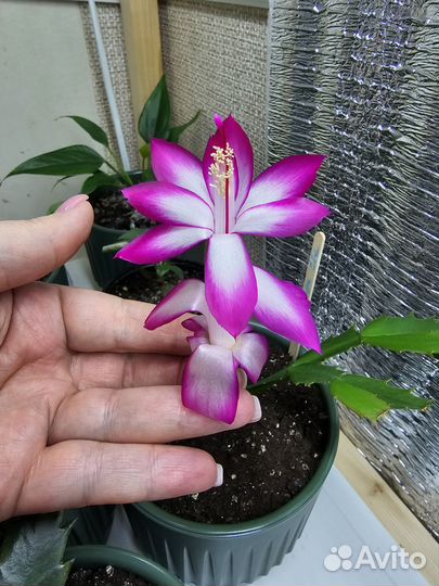 Декабрист шлюмбергера