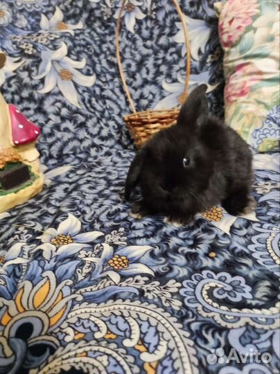 Декоративные кролики