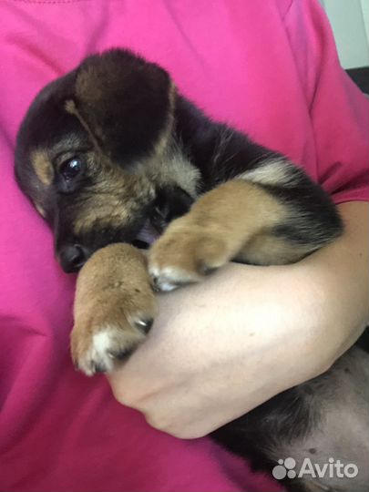 Щенок в добрые руки