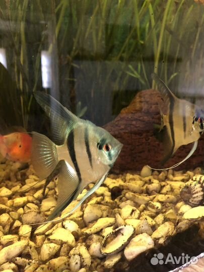 Аквариумные рыбки