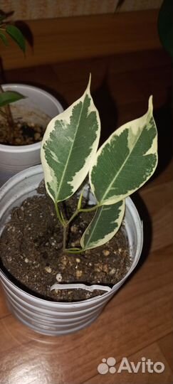 Фикус бенджамина