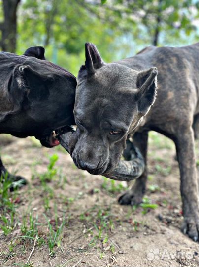 Передержка домашних животных