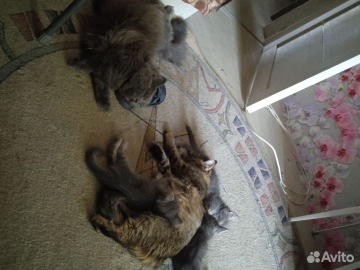 Котята в самые любящие добрые руки