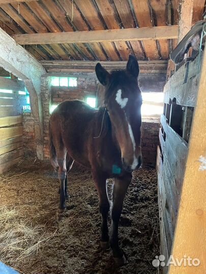 Продам Кобылку
