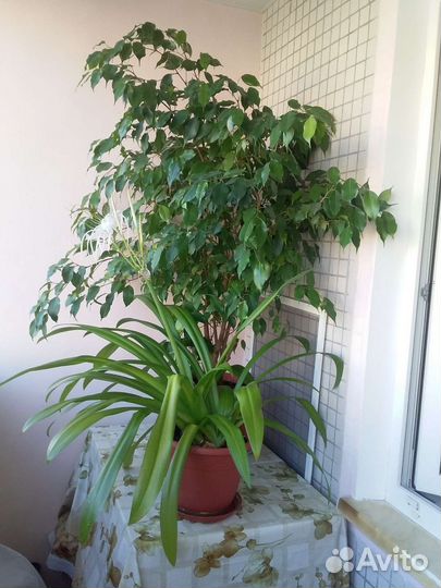 Фикус бенджамина большой