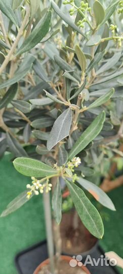 Олива, оливковое дерево. Готовы к цветению