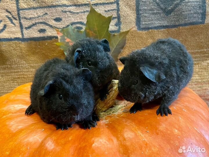 Морские свинки мальчики тедди