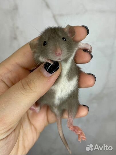 Крысята дамбо мальчики есть доставка