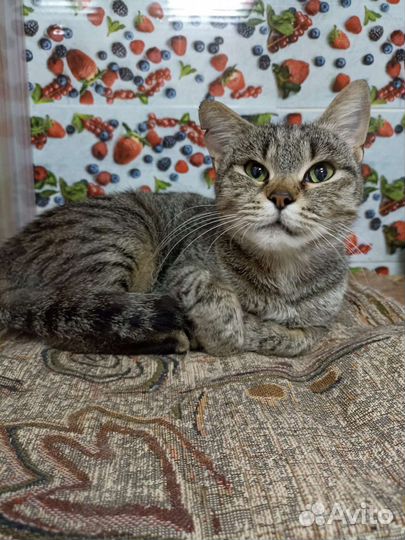 Кошка в дар