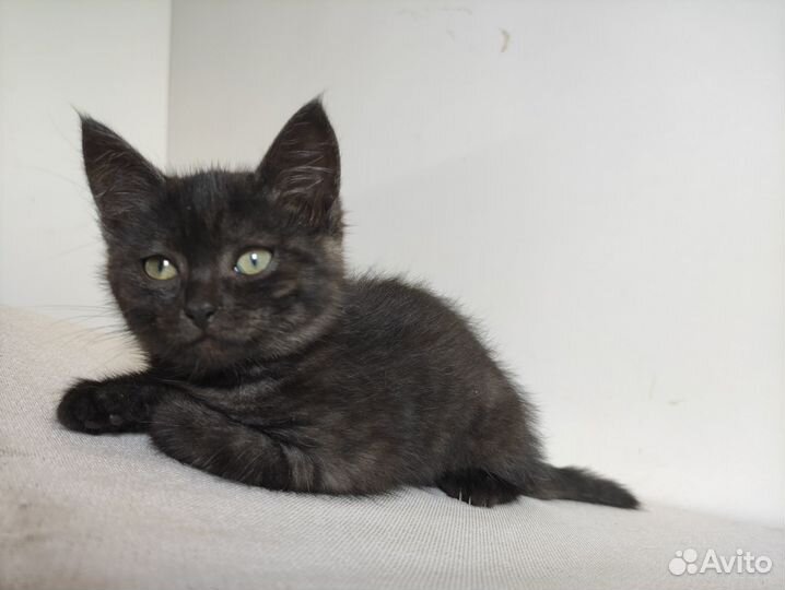 Котята Инь и Янь ищут семью