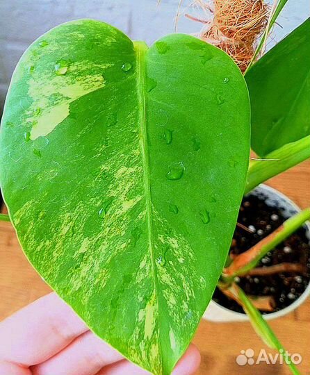 Монстера Еллоу Сплеш