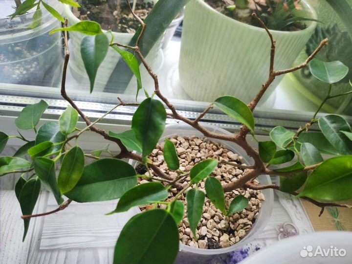 Сортовые фикусы