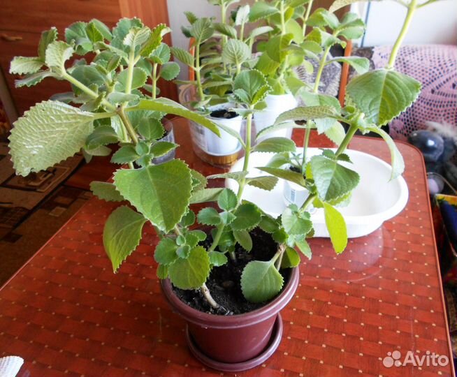 Комнатная мята (плектрантус)