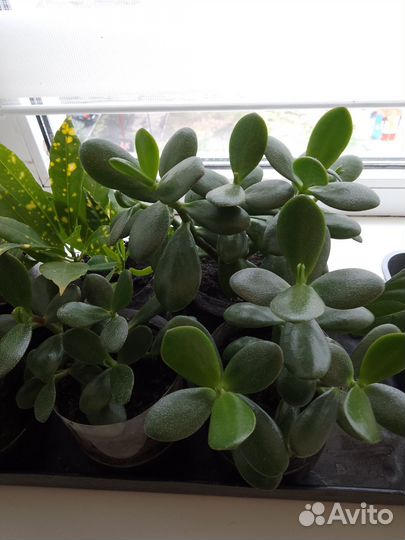 Домашние цветы