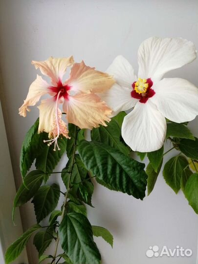 Гибискус